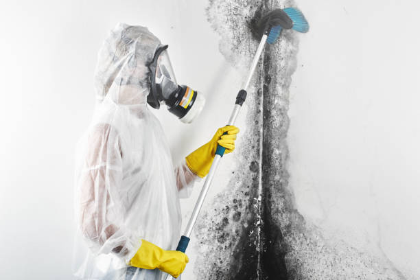Trusted Richland, MO Mold Removal Experts